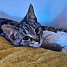 animal, blue_background, cat, close_up, cozy, cute, domestic_cat, ears, feline, fur, indoor, looking, pet, portrait, relaxed, resting, soft_texture, tabby, whiskers, yellow_blanket