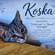 Koska joined the competition — help win amazing prizes! animal, blanket, blue_background, cat, closeup, cute, decorative_text, feline, gray_cat, heart_illustration, indoor, leaf_illustration, paw_print, pet, portrait, resting, sleepy, tabby_cat, text_overlay, yellow_blanket