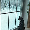 cat, tabby_cat, windowsill, window, snow, forest, trees, indoor, plant, vine, nature, animal, pet, winter, quiet, contemplative, gray, black, white, house