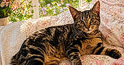 Koska is registered to the contest to win money with this photo: animal, bed, blanket, cat, cozy, feline, floral_pattern, flowers, greenery, indoor, nature_view, pet, pink, relaxed, resting, soft_light, spring, sunlight, tabby_cat, window