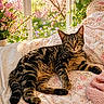 cat, tabby_cat, bed, floral_pattern, blanket, sunlight, window, flowers, pink, greenery, indoor, cozy, relaxed, pet, animal, feline, resting, soft_light, nature_view, spring