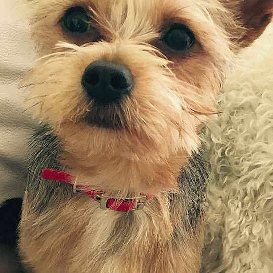 Rufus