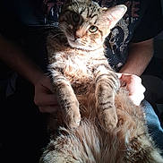 Rusty joined the competition — help win amazing prizes! animal, cat, comfort, cute, ears, eyes, feline, fur, hands, indoor, lap, person, pet, portrait, relaxed, shadow, striped, sunlight, tabby, whiskers