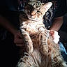animal, cat, comfort, cute, ears, eyes, feline, fur, hands, indoor, lap, person, pet, portrait, relaxed, shadow, striped, sunlight, tabby, whiskers
