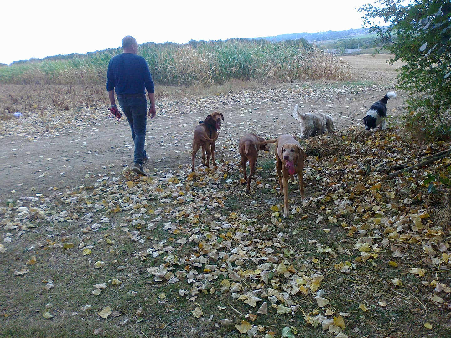Calie Et Les Autres
