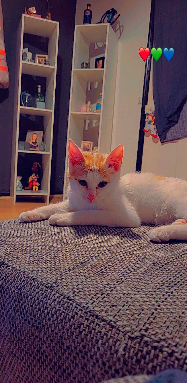 Gizmo a rejoint le concours — aidez-le/la à gagner de superbes lots ! bedding, bookcase, carnivore, cat, comfort, domestic_short_haired_cat, felidae, flag, flooring, fur, linens, pattern, paw, room, shelf, shelving, small_to_medium_sized_cats, tail, whiskers, wood