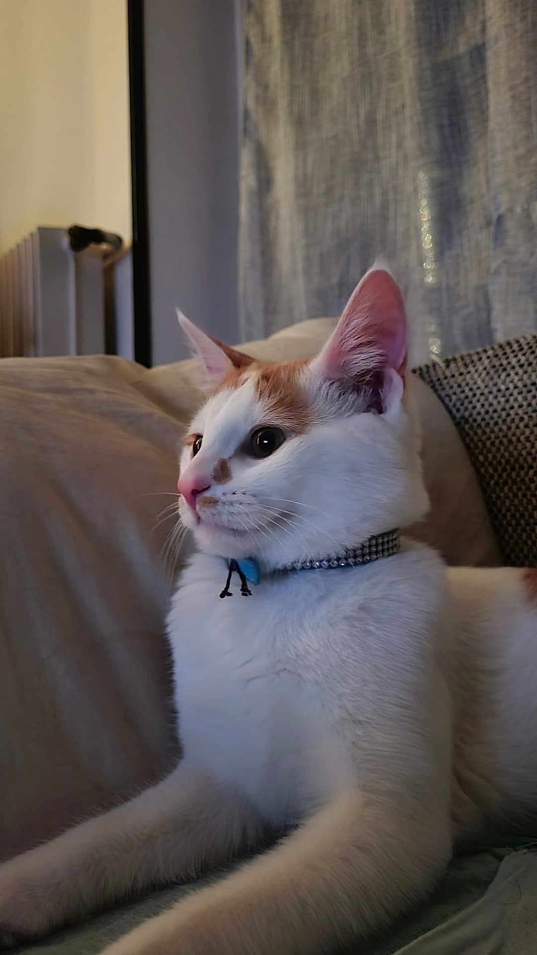 Gizmo
