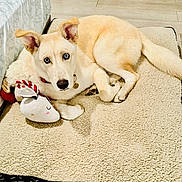Thor joined the competition — help win amazing prizes! dog, pet, indoor, dog_bed, toy, stuffed_animal, blue_eyes, light_fur, relaxed, floor, bedspread, collar, animal, canine, cute, cozy, laying_down, home, comfort, fur
