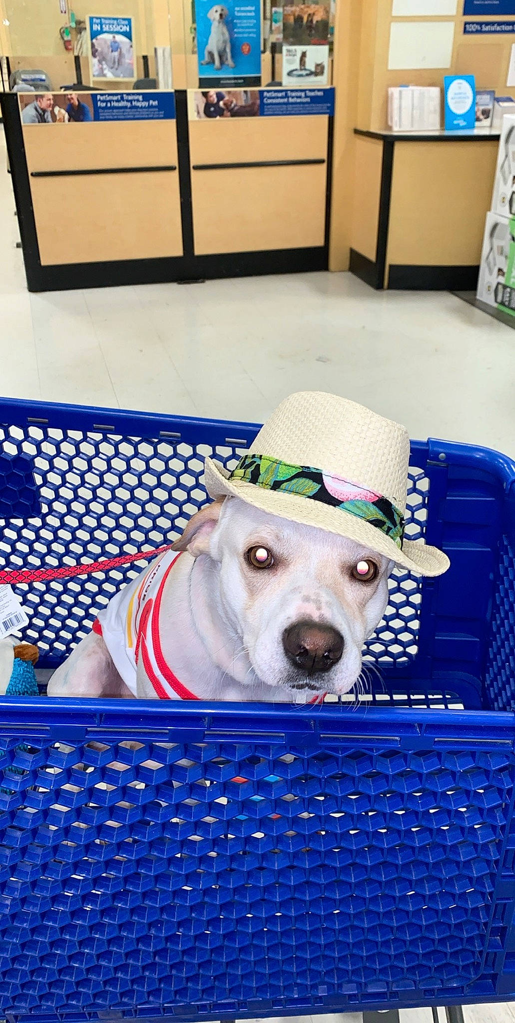 Bruno joined the competition — help win amazing prizes! canidae, carnivore, companion_dog, dog, dog_breed, fashion_accessory, headgear, linens, mammal, non_sporting_group, pit_bull, room, sporting_group