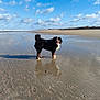 dog, bernese_mountain_dog, beach, sand, wet_sand, reflection, clouds, blue_sky, ocean, water, sunny, outdoor, animal, pet, happy, tongue_out, nature, kitesurfing, shore, daytime
