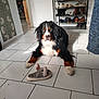 dog, bernese_mountain_dog, indoor, floor, tile_floor, slipper, mouse_design, shoes, shoe_rack, furniture, door, wallpaper, paw, pet, animal, black_fur, white_fur, brown_fur, resting, looking