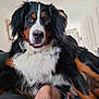 Ulmo participe au concours pour gagner de l'argent avec cette photo : dog, bernese_mountain_dog, pet, animal, indoor, person, face, fur, black, white, brown, tongue, closeup, couch, relaxing, home, furniture, canine, companion, portrait