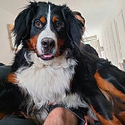 Ulmo participe au concours pour gagner de l'argent avec cette photo : dog, bernese_mountain_dog, pet, animal, indoor, person, face, fur, black, white, brown, tongue, closeup, couch, relaxing, home, furniture, canine, companion, portrait