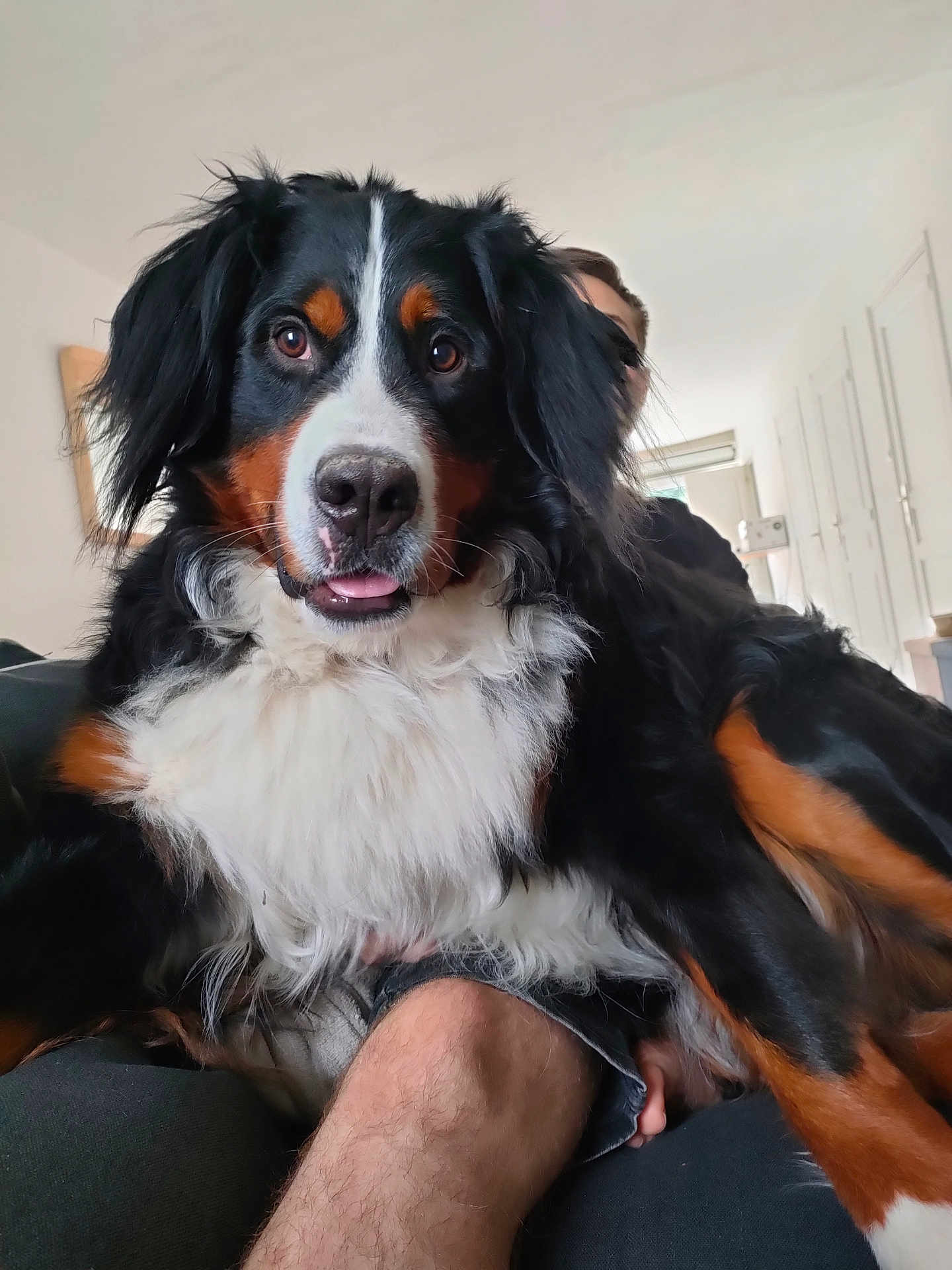 Ulmo participe au concours pour gagner de l'argent avec cette photo : dog, bernese_mountain_dog, pet, animal, indoor, person, face, fur, black, white, brown, tongue, closeup, couch, relaxing, home, furniture, canine, companion, portrait