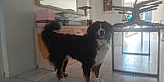 Ulmo a rejoint le concours — aidez-le/la à gagner de superbes lots ! dog, bernese_mountain_dog, indoor, floor, tile_floor, furniture, table, chair, mirror, light, window, decor, pet, animal, standing, black, white, brown, tail, room