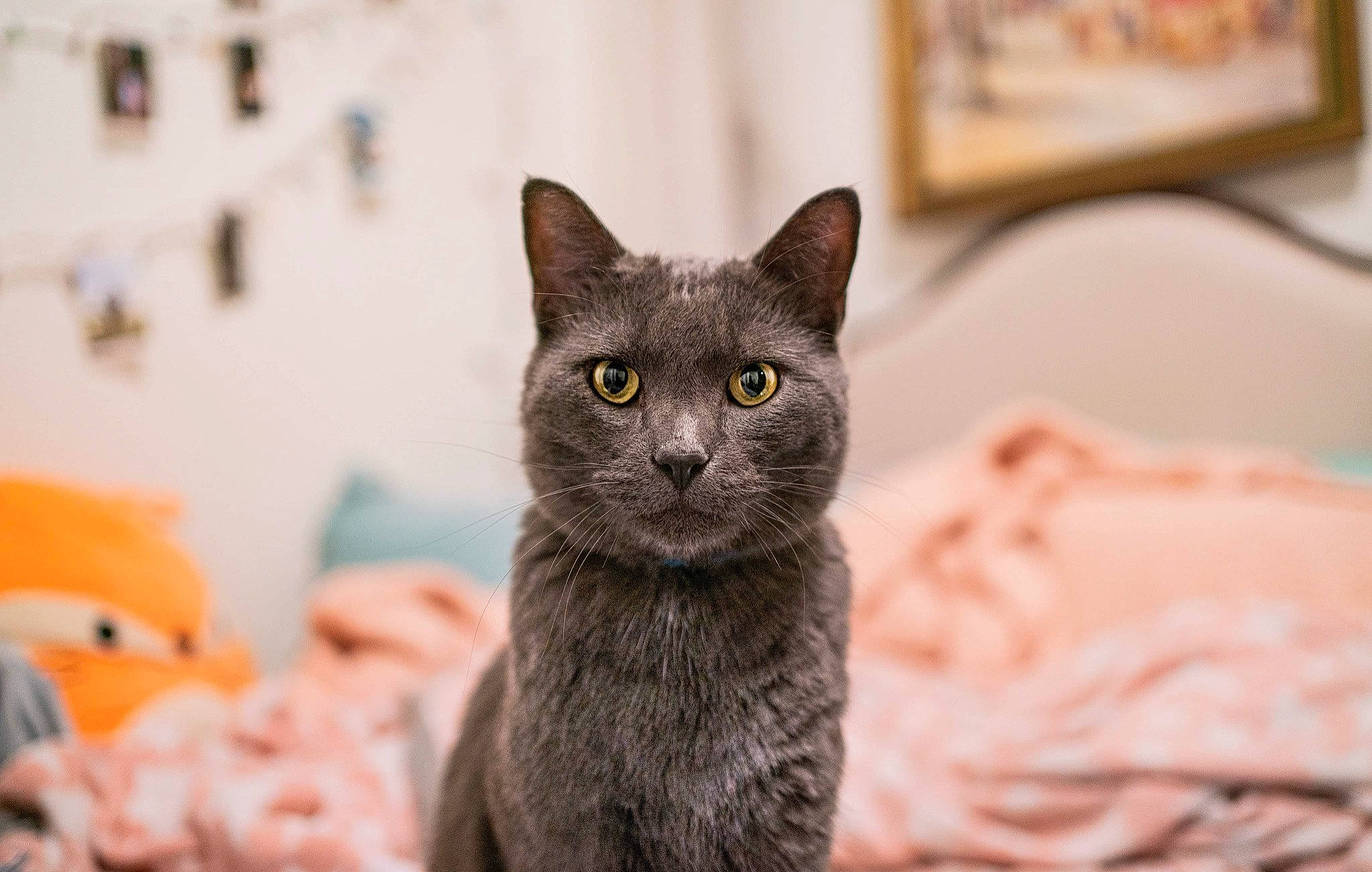 Ohio is registered to the contest to win money with this photo: carnivore, cat, cat_supply, domestic_short_haired_cat, felidae, fur, grey, russian_blue, small_to_medium_sized_cats, snout, terrestrial_animal, whiskers, wildlife