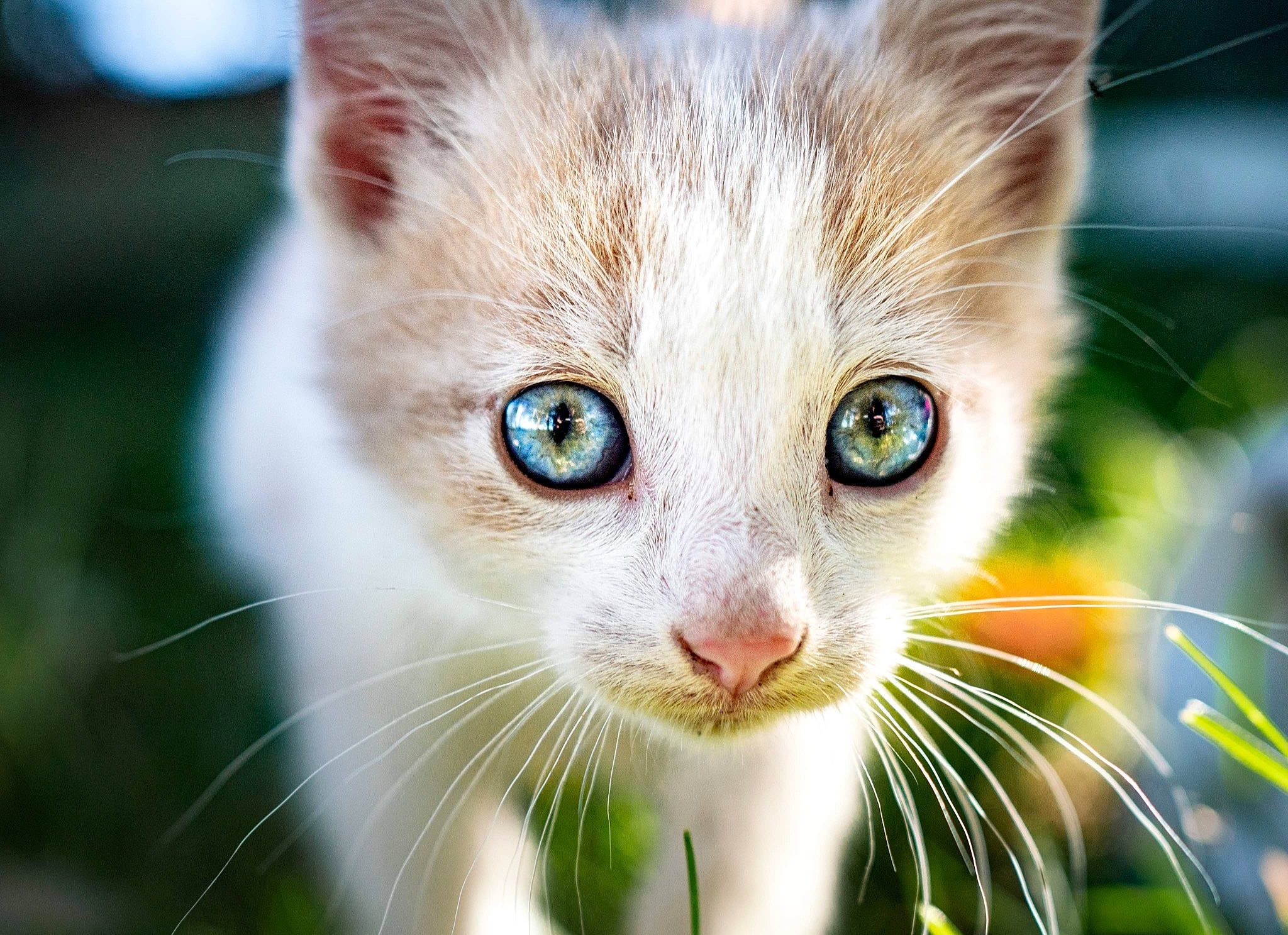 Chicken Nugget joined the competition — help win amazing prizes! carnivore, cat, close_up, domestic_short_haired_cat, eye, eyelash, fawn, felidae, fur, grass, iris, macro_photography, plant, small_to_medium_sized_cats, snout, tail, terrestrial_animal, tree, whiskers, wildlife