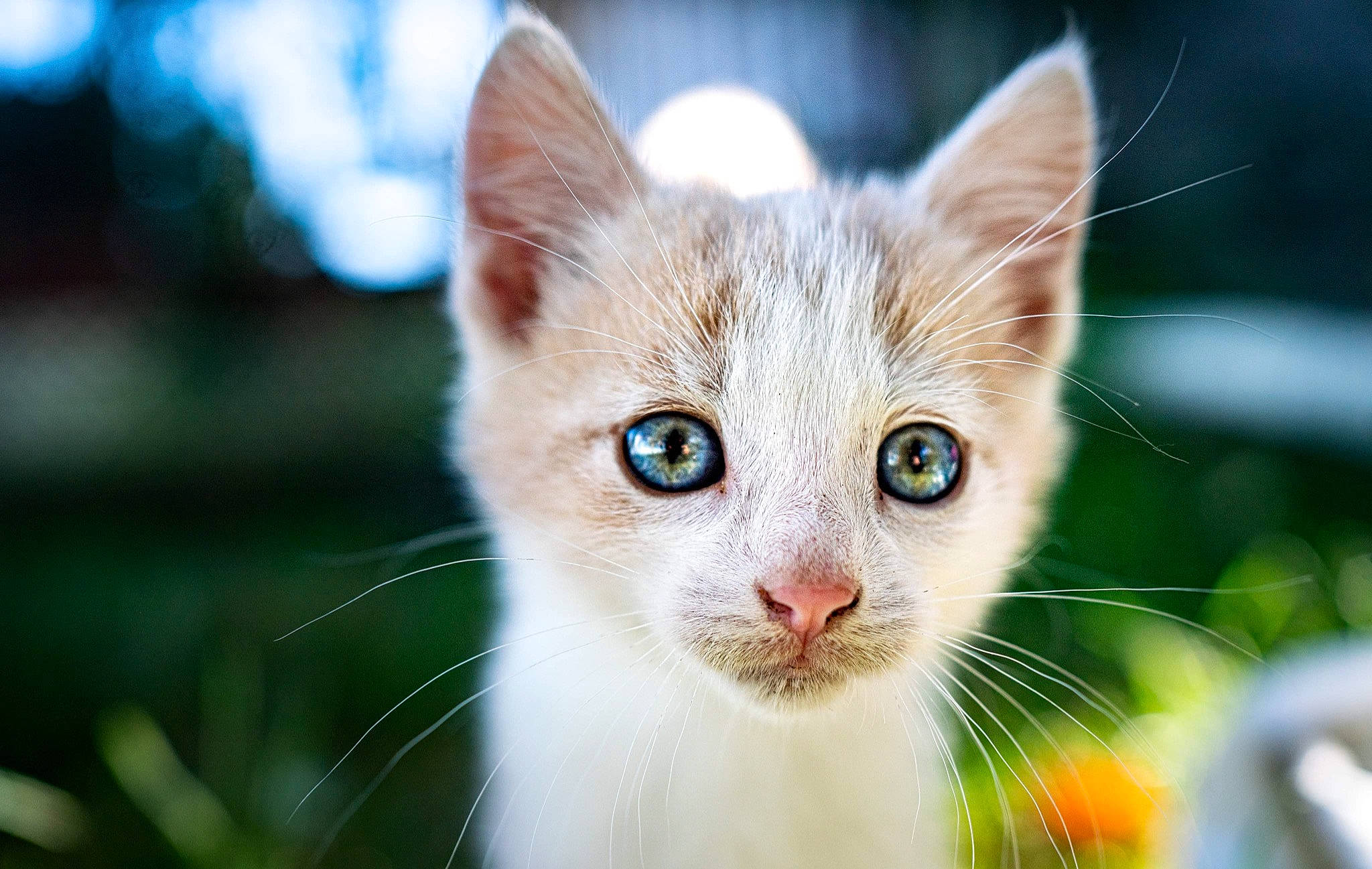 Chicken Nugget is registered to the contest to win money with this photo: art, carnivore, cat, close_up, domestic_short_haired_cat, eye, fawn, felidae, fur, grass, plant, small_to_medium_sized_cats, snout, tail, terrestrial_animal, tree, whiskers, wildlife