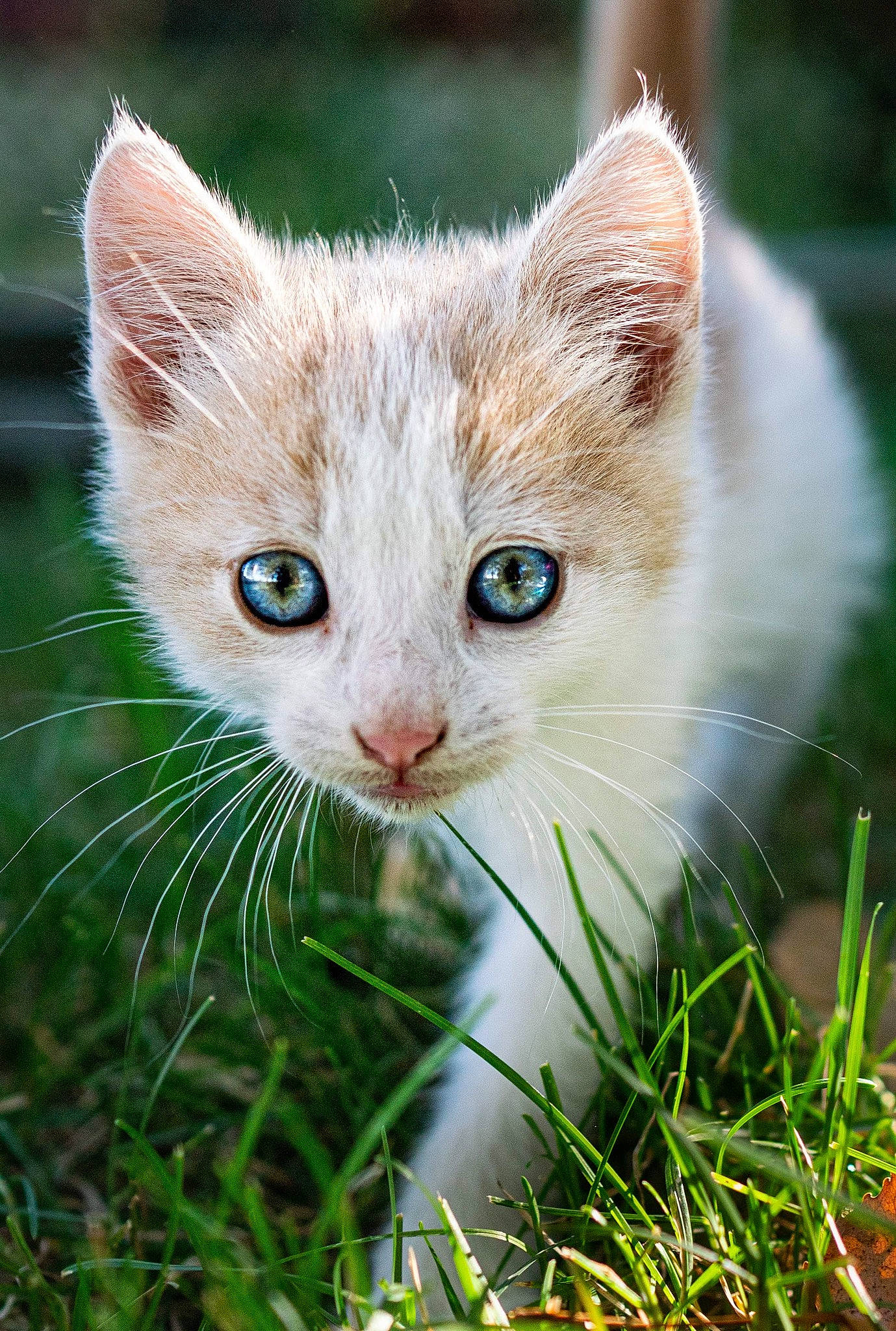 Chicken Nugget is registered to the contest to win money with this photo: art, carnivore, cat, close_up, domestic_short_haired_cat, fawn, felidae, fur, grass, grass_family, herb, plant, small_to_medium_sized_cats, snout, tail, terrestrial_animal, tree, whiskers, wildlife