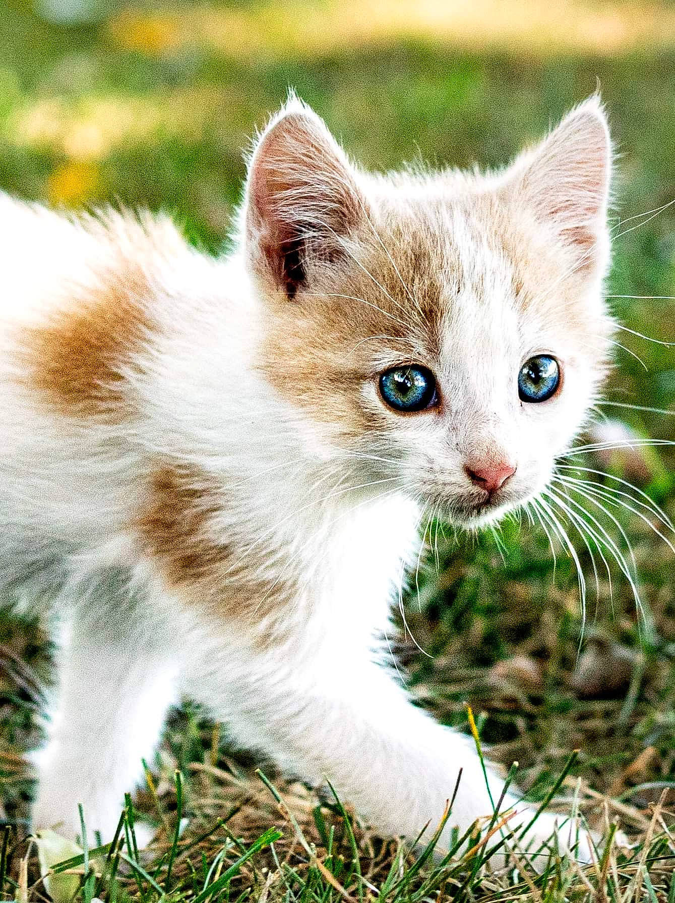 Chicken Nugget is registered to the contest to win money with this photo: carnivore, cat, domestic_short_haired_cat, eye, fawn, felidae, fur, grass, herb, herbaceous_plant, natural_landscape, pasture, plant, small_to_medium_sized_cats, snout, tail, terrestrial_animal, tree, whiskers, wildlife