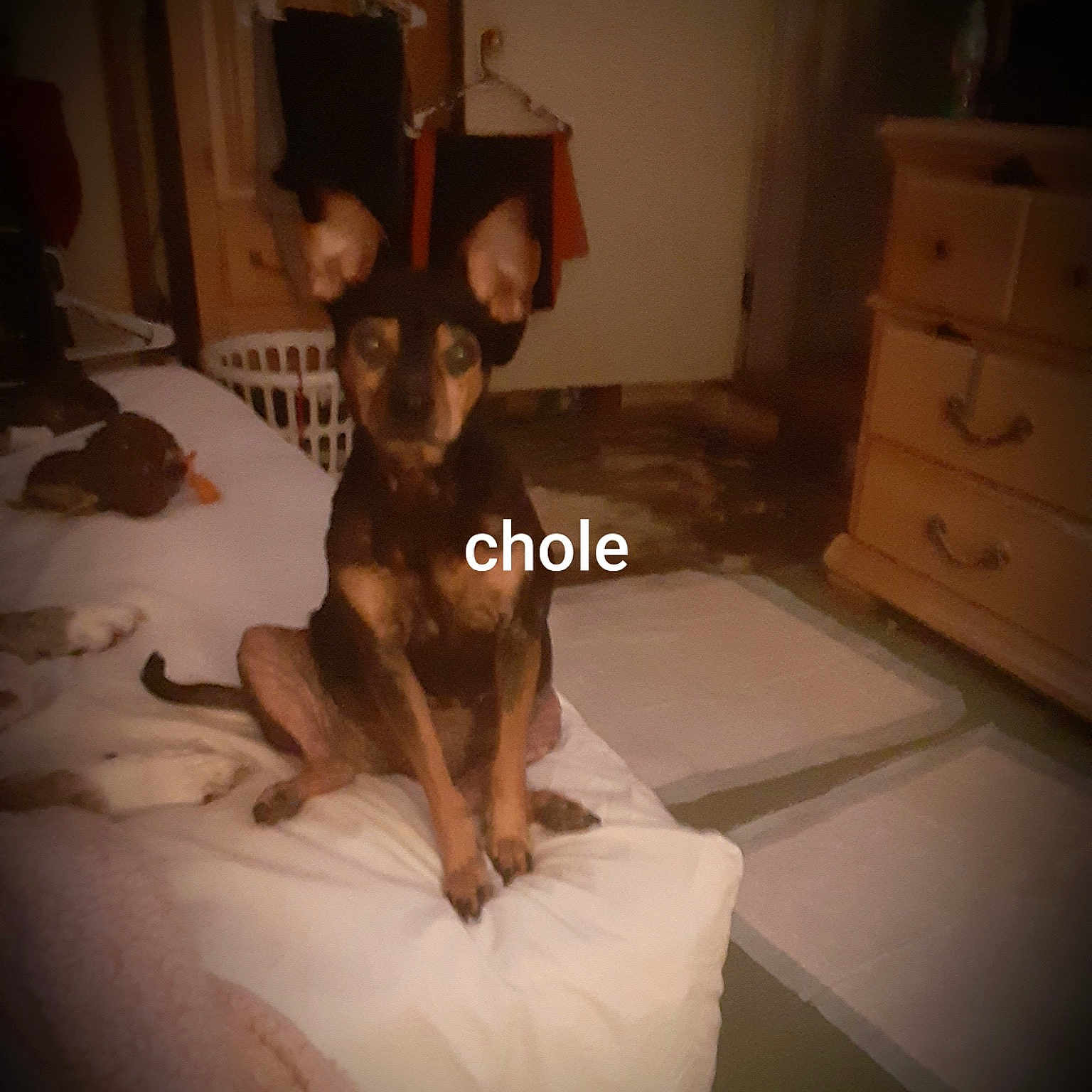 Chloe