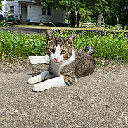 Juno is registered to the contest to win money with this photo: cat, tabby, outdoor, grass, pavement, house, daylight, animal, pet, relaxed, nature, greenery, suburban, sunlight, fur, whiskers, ears, tail, road, quiet