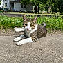 cat, tabby, outdoor, grass, pavement, house, daylight, animal, pet, relaxed, nature, greenery, suburban, sunlight, fur, whiskers, ears, tail, road, quiet
