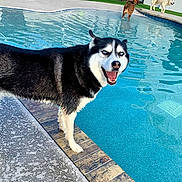 Dream is registered to the contest to win money with this photo: husky, dog, pool, water, outdoor, smiling, pet, animal, playing, happy, blue_eyes, standing, edge, concrete, tile, sunlight, grass, nature, canine, summer