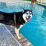 husky, dog, pool, water, outdoor, smiling, pet, animal, playing, happy, blue_eyes, standing, edge, concrete, tile, sunlight, grass, nature, canine, summer