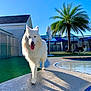 animal, blue_sky, canine, dog, fence, grass, house, leisure, outdoor, palm_tree, pet, playing, pool, shadow, sidewalk, summer, sunny, tongue_out, umbrella, white_dog