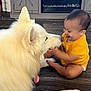 baby, child, closeup, cute, dog, floor, friendship, fur, happy, home, indoor, interaction, joy, pet, playing, sitting, smiling, tongue_out, white_dog, yellow_clothing