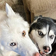 Mystic Moonshine joined the competition — help win amazing prizes! dog, husky, pet, animal, close_up, indoor, furry, two_dogs, white_dog, black_and_white_dog, blue_eyes, brown_eyes, canine, portrait, cute, expression, nose, face, companion, funny