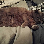 Fllou participe au concours pour gagner de l'argent avec cette photo : animal, bed, blanket, cat, comfort, cozy, domestic_cat, feline, fluffy, fur, gray_cat, home, indoor, laying_down, pet, pillow, relaxed, remote_control, resting, sleepy