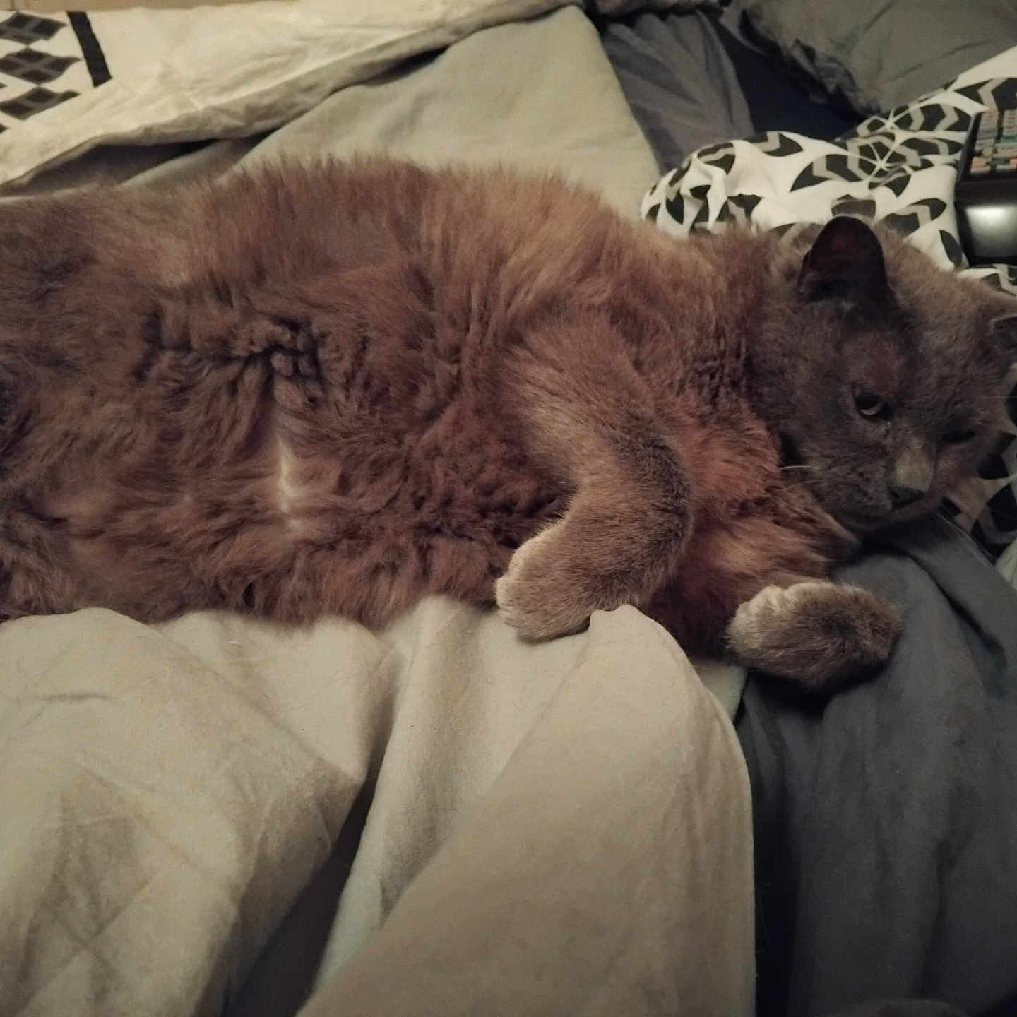 Fllou participe au concours pour gagner de l'argent avec cette photo : animal, bed, blanket, cat, comfort, cozy, domestic_cat, feline, fluffy, fur, gray_cat, home, indoor, laying_down, pet, pillow, relaxed, remote_control, resting, sleepy