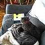 Fllou a rejoint le concours — aidez-le/la à gagner de superbes lots ! accessories, animal, architecture, bag, blanket, building, cat, chair, computer, couch, electronics, furniture, handbag, indoors, laptop, livingroom, pc, pet, plant, room