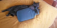 Fllou a rejoint le concours — aidez-le/la à gagner de superbes lots ! animal, baggage, bed, bedroom, blanket, cat, couch, cushion, furniture, homedecor, indoors, interiordesign, kitten, linen, person, pet, pillow, room, sleeping, suitcase