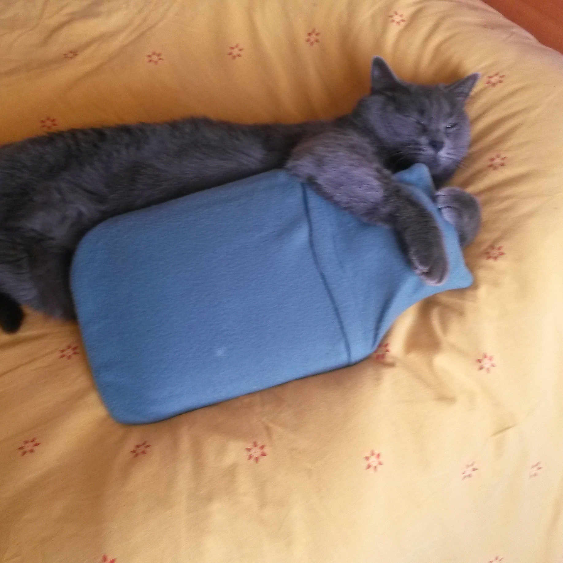 Filou