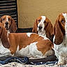 basset_hound, dog, pet, animal, long_ears, brown_and_white, indoor, blanket, bed, resting, group, canine, fur, cute, four_animals, looking, portrait, ears, companion, cozy