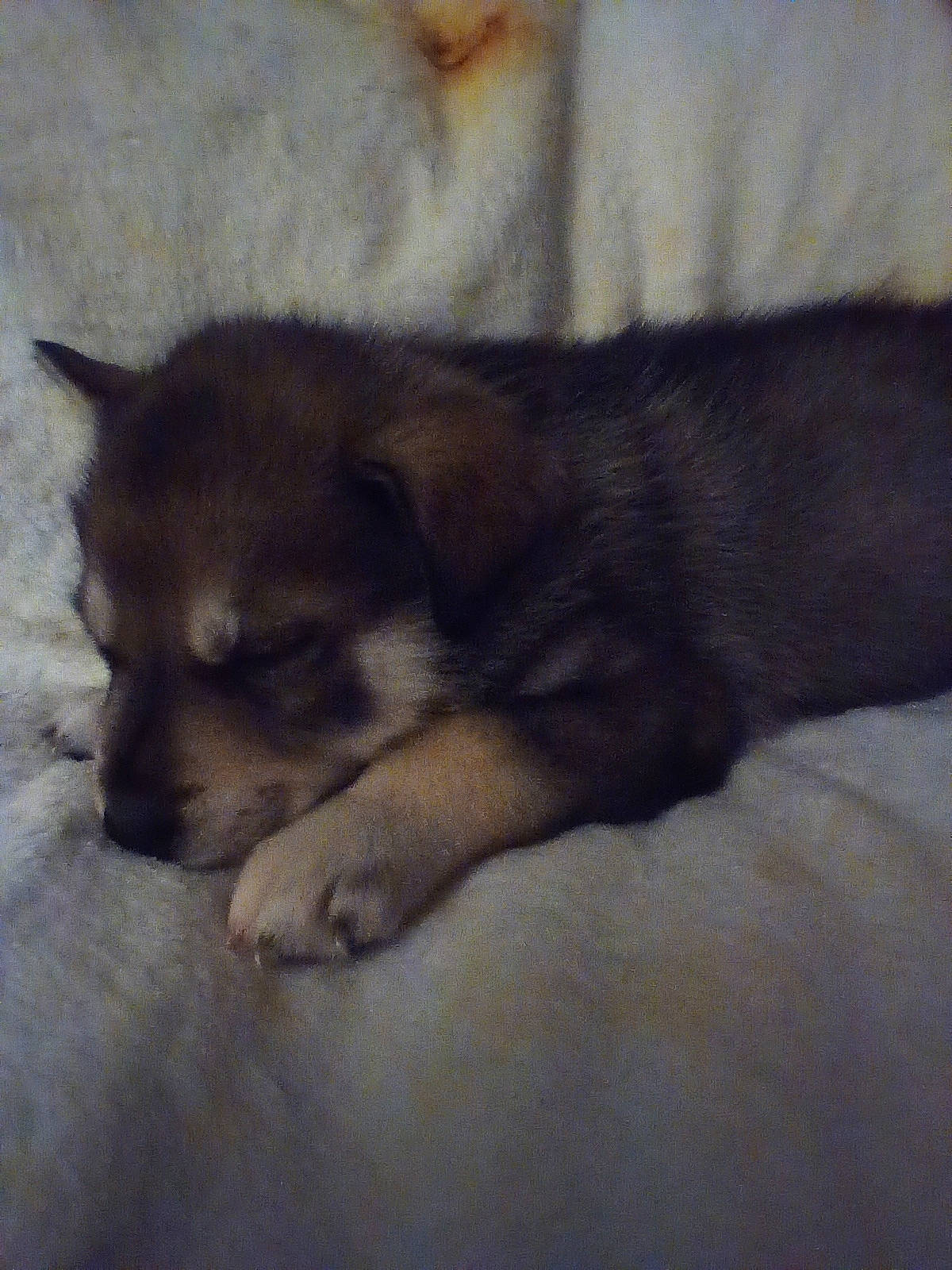 Graywolf is registered to the contest to win money with this photo: bored, canidae, carnivore, cloud, comfort, companion_dog, corgi_chihuahua, dog, dog_breed, fawn, flooring, fur, nap, paw, sporting_group, terrestrial_animal, toy_dog, whiskers, working_animal, working_dog