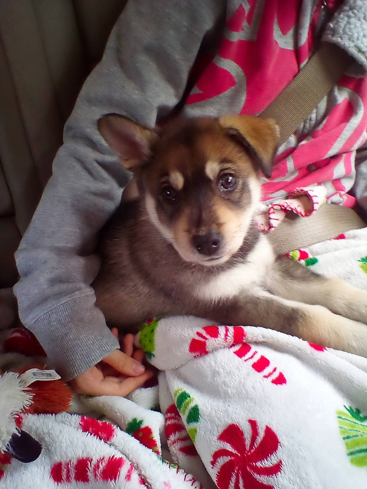 Graywolf joined the competition — help win amazing prizes! canidae, carmine, carnivore, comfort, companion_dog, dog, dog_breed, dog_supply, event, fawn, fur, linens, mammal, paw, sitting, snout, sporting_group, toy_dog, whiskers, working_animal