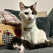 Stony joined the competition — help win amazing prizes! cat, kitten, animal, pet, feline, cute, cozy, couch, blanket, decorative_pillow, indoor, resting, fur, whiskers, small, domestic_animal, sleepy, companion, family, soft