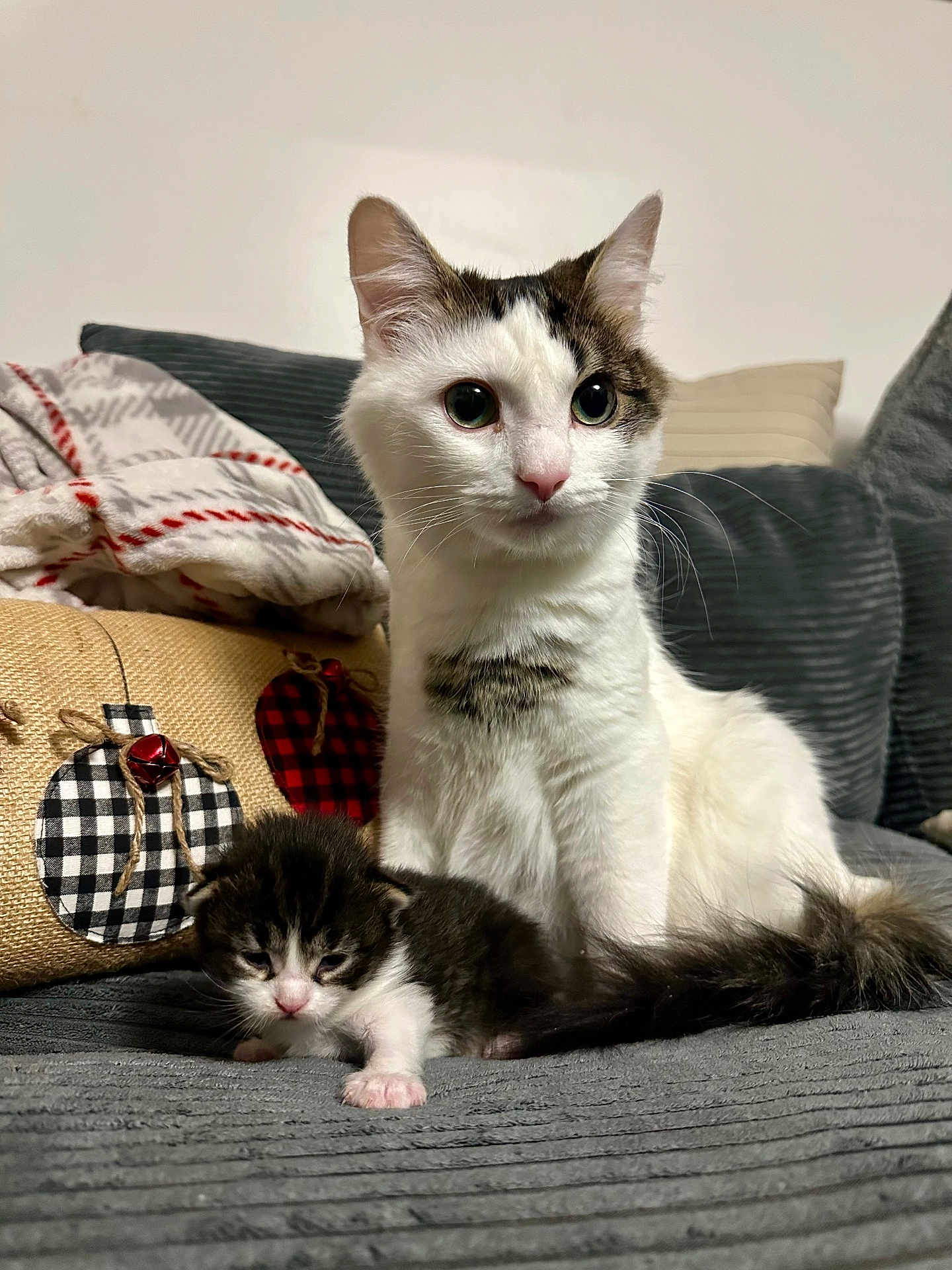 Stony joined the competition — help win amazing prizes! cat, kitten, animal, pet, feline, cute, cozy, couch, blanket, decorative_pillow, indoor, resting, fur, whiskers, small, domestic_animal, sleepy, companion, family, soft