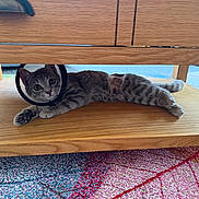 Luna joined the competition — help win amazing prizes! cat, tabby_cat, cone, pet, indoor, wooden_furniture, carpet, curious, animal, lying_down, playful, wide_eyes, floor, domestic_cat, resting, feline, house_pet, wood_texture, colorful_carpet, relaxed