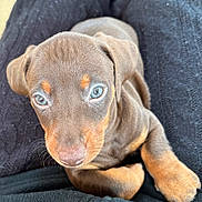 Nello participe au concours pour gagner de l'argent avec cette photo : animal, black, blue_eyes, brown, close_up, cozy, cute, doberman, dog, ears, fur, indoor, looking_up, pet, portrait, puppy, snout, texture, whiskers, young