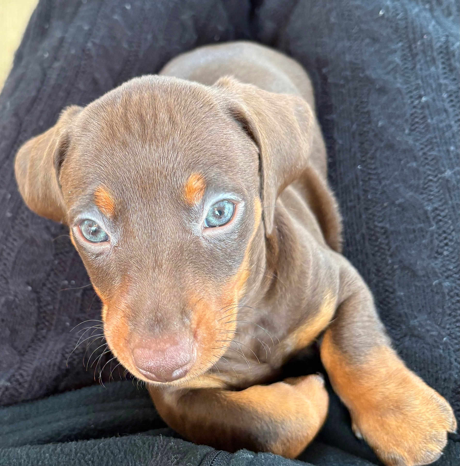 Nello participe au concours pour gagner de l'argent avec cette photo : animal, black, blue_eyes, brown, close_up, cozy, cute, doberman, dog, ears, fur, indoor, looking_up, pet, portrait, puppy, snout, texture, whiskers, young