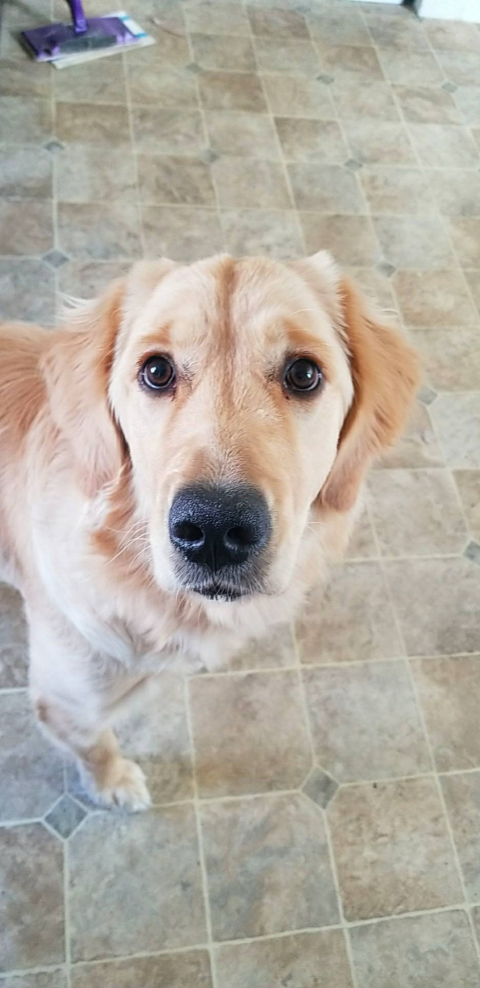 Sunshine is registered to the contest to win money with this photo: ancient_dog_breeds, beagador, canidae, carnivore, companion_dog, dog, dog_breed, fawn, golden_retriever, labrador_retriever, mammal, nose, retriever, small_greek_domestic_dog, snout, sporting_group, street_dog, vertebrate, whiskers