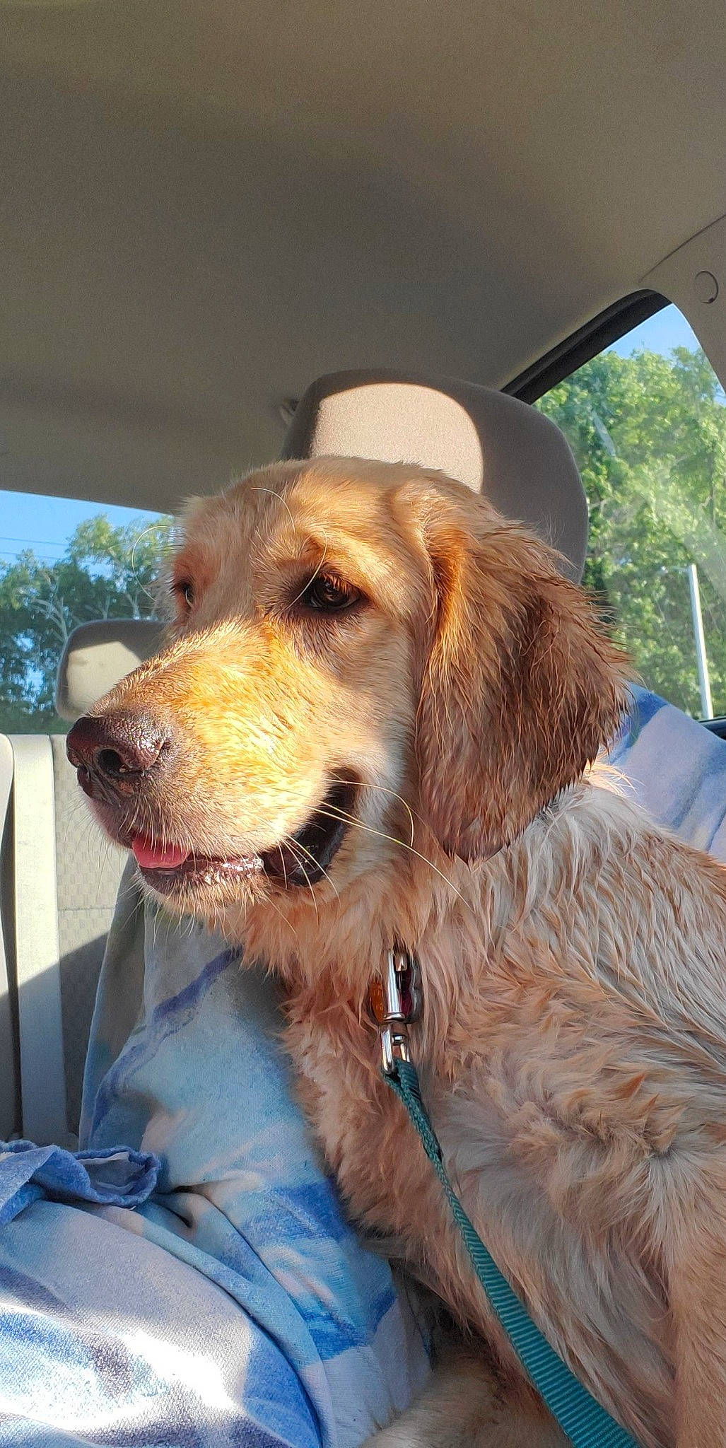 Sunshine is registered to the contest to win money with this photo: basset_fauve_de_bretagne, canidae, carnivore, cocker_spaniel, companion_dog, dog, dog_breed, fawn, golden_retriever, hunting_dog, mammal, retriever, setter, snout, spaniel, sporting_group, vertebrate