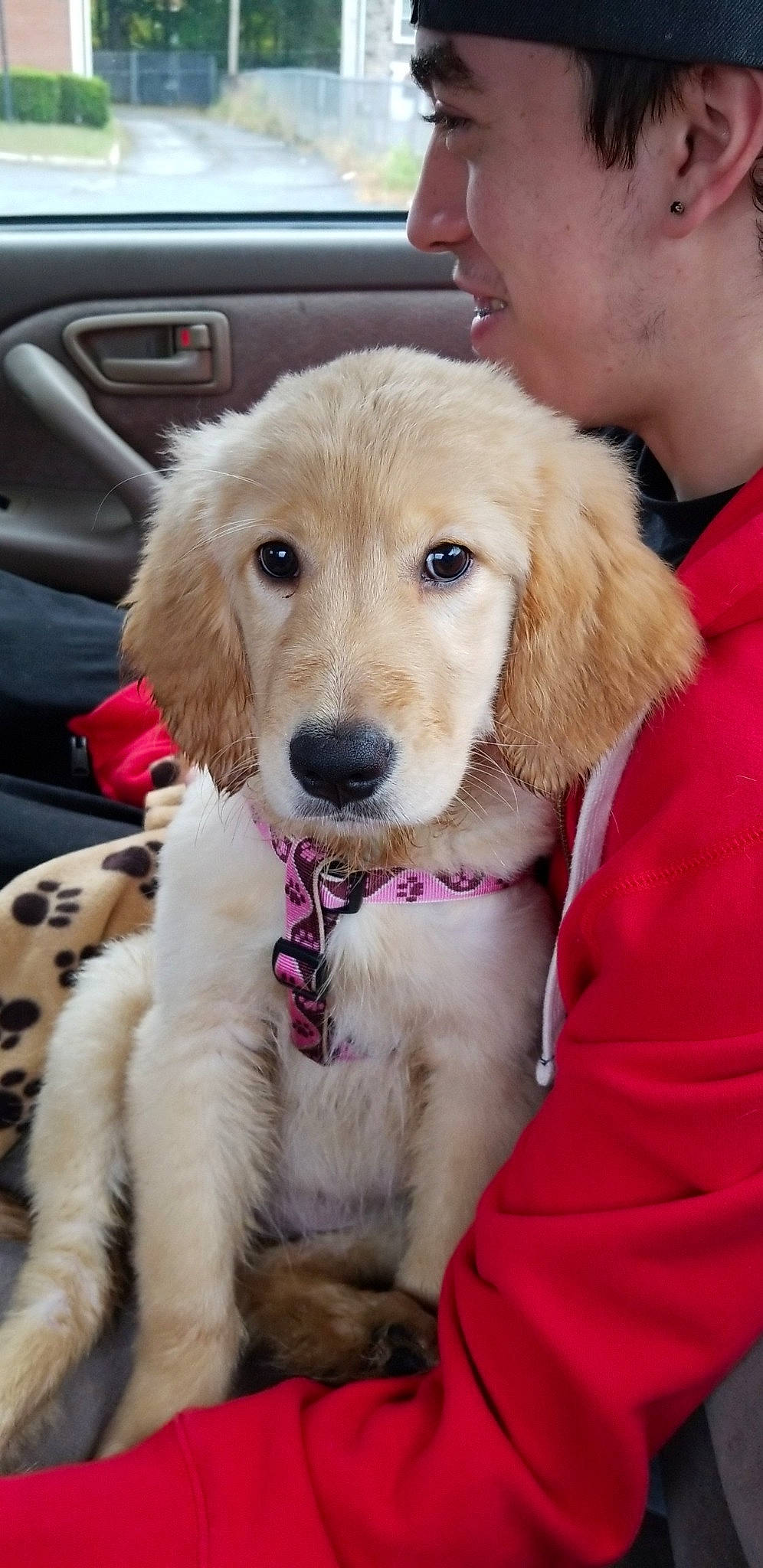 Sunshine joined the competition — help win amazing prizes! basset_fauve_de_bretagne, canidae, carnivore, companion_dog, dog, dog_breed, fawn, fur, golden_retriever, goldendoodle, labradoodle, mammal, mucuchies, puppy, puppy_love, rare_breed_dog, retriever, snout, sporting_group, vertebrate