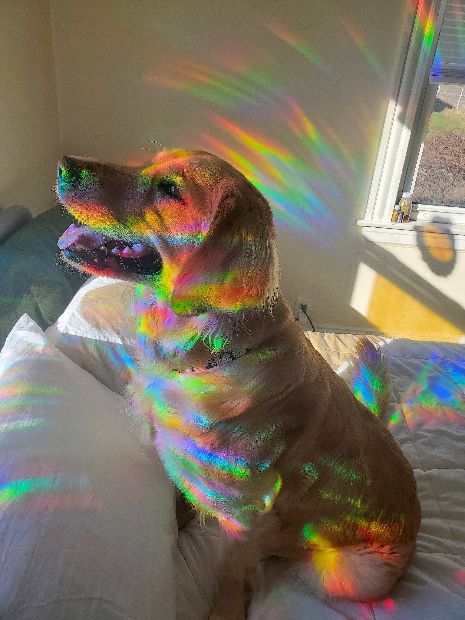 Sunshine joined the competition — help win amazing prizes! canidae, carnivore, dachshund, dog, dog_breed, fawn, snout, sporting_group, vizsla