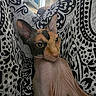 Aina participe au concours pour gagner de l'argent avec cette photo : animal, black_and_white, blanket, cat, close_up, cozy, fabric, feline, funny, green_eyes, hairless_cat, home, indoor, large_ears, living_room, patterned_blanket, pet, portrait, sphynx_cat, staring